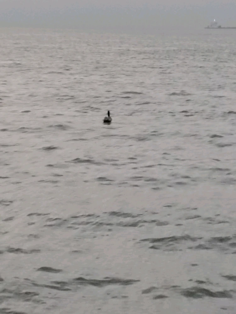 Image uploaded by Jerry