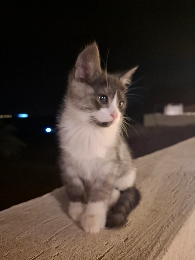 Image uploaded by Nylej