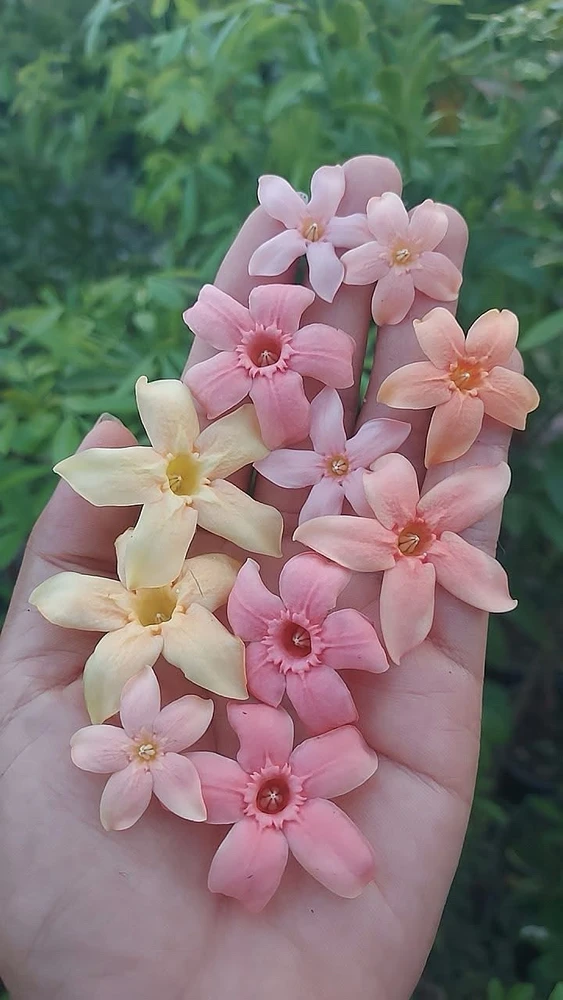 Image uploaded by Kukkik