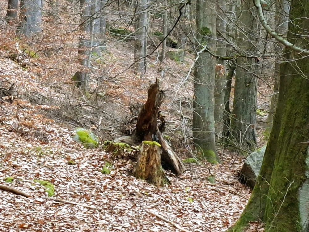 Obrázek nahrál ©️Iva 🦉