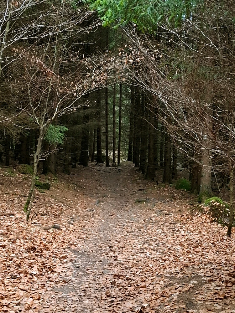 Obrázek nahrál ©️Iva 🦉