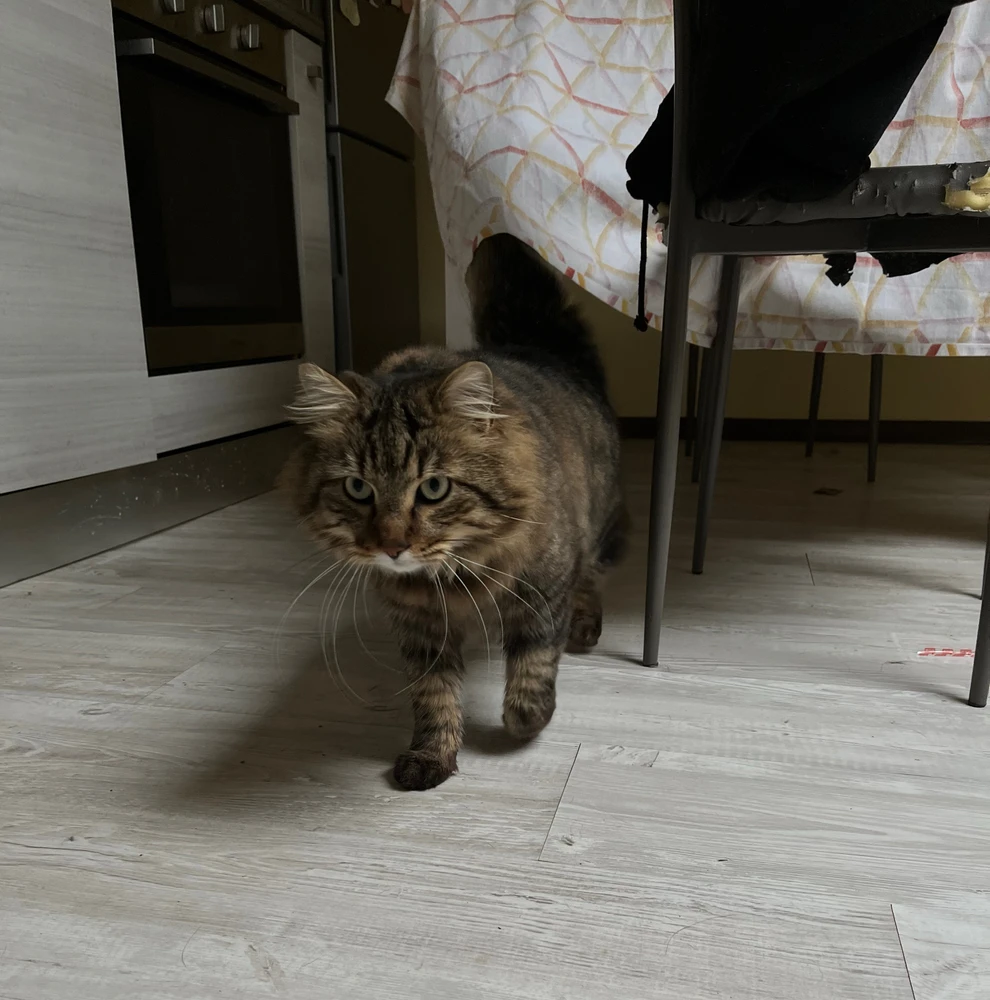 GIF caricata da Titania