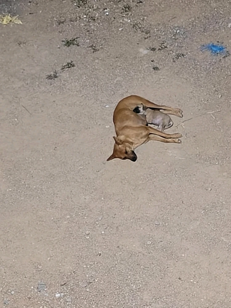 Image uploaded by Ray