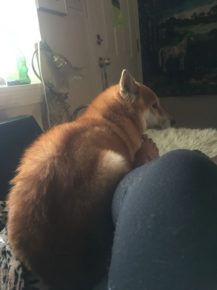 GIF uploaded by Starlite