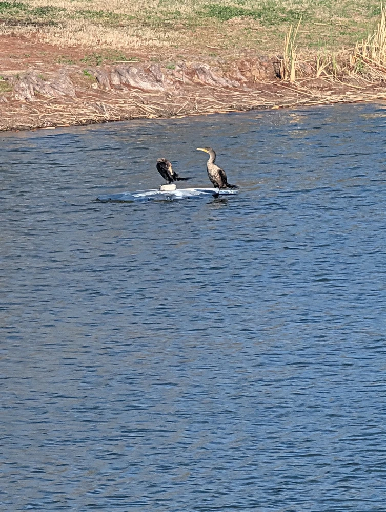 Image uploaded by Raven