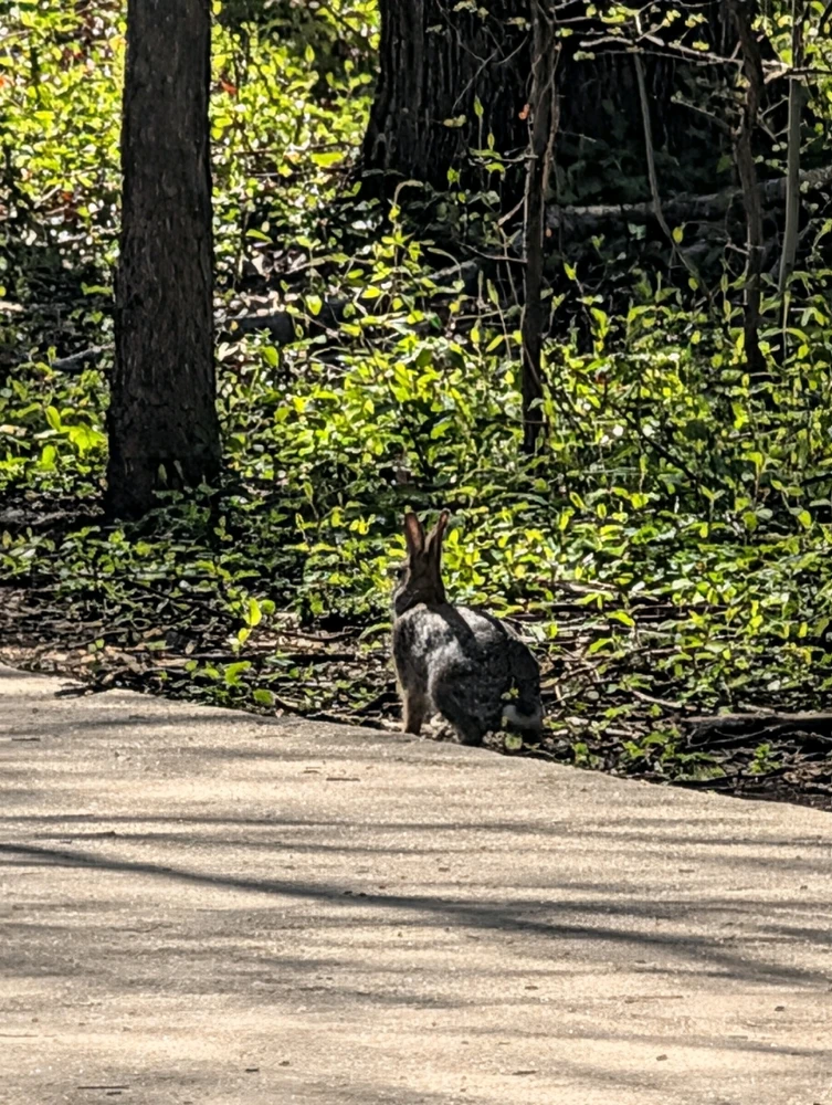 Image uploaded by Raven