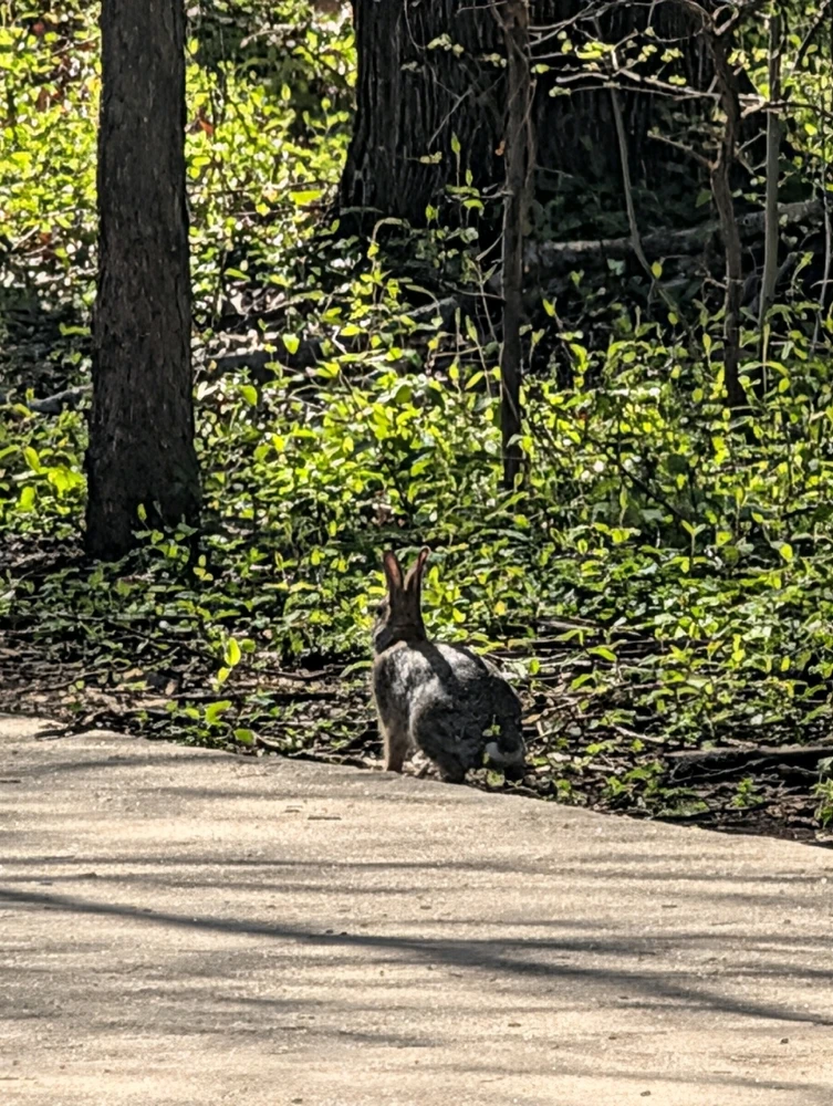 Image uploaded by Raven