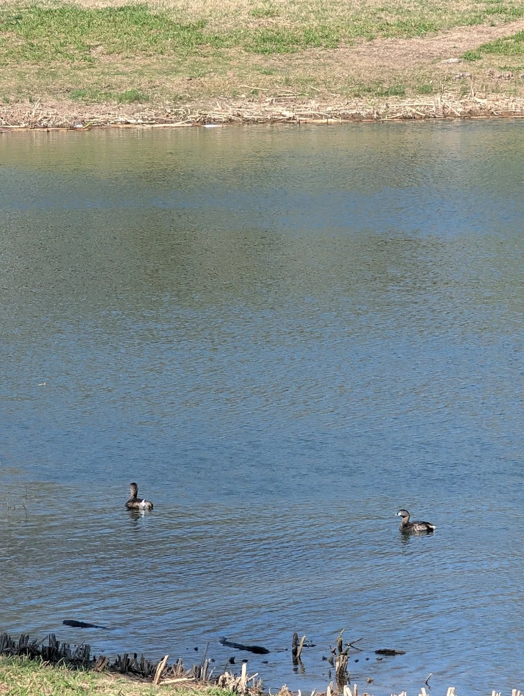 Image uploaded by Raven