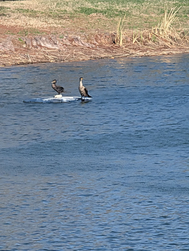 Image uploaded by Raven