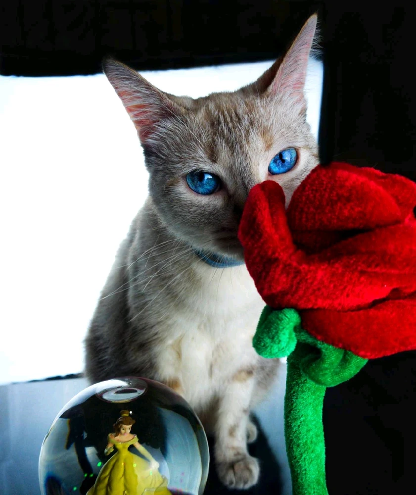 GIF uploaded by Nolan