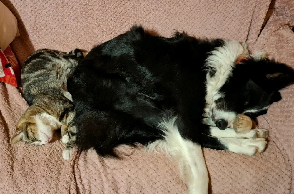 GIF uploaded by Marcos