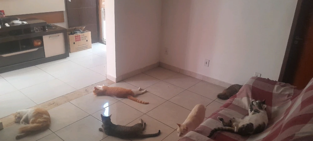 CONTE OS GATOS NESSA FOTO KKKKKKK