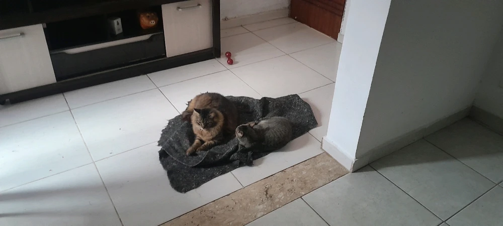 Imagem enviada por Lucas