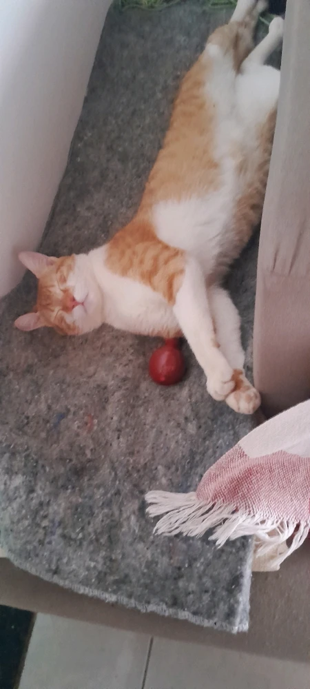 Imagem enviada por Lucas