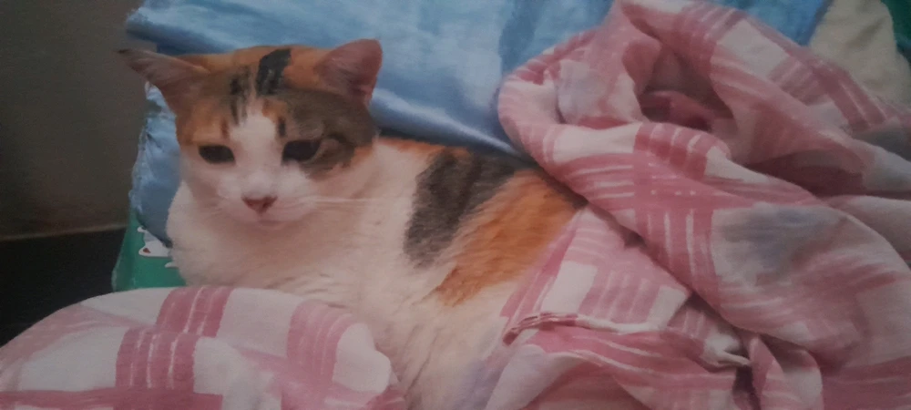 Imagem enviada por Lucas