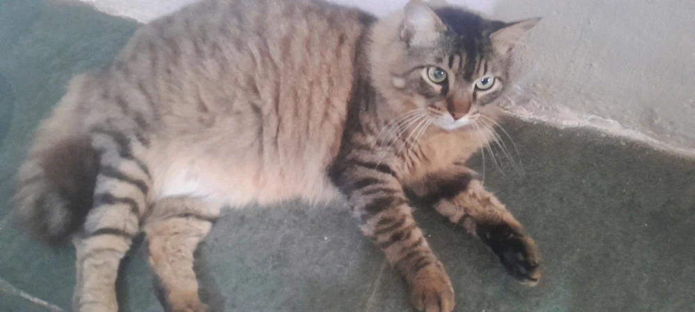 Imagem enviada por Lucas