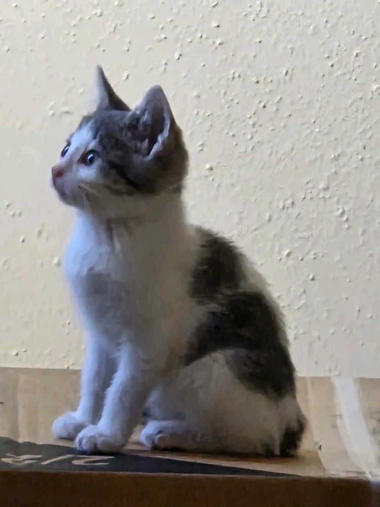 Image uploaded by Sol