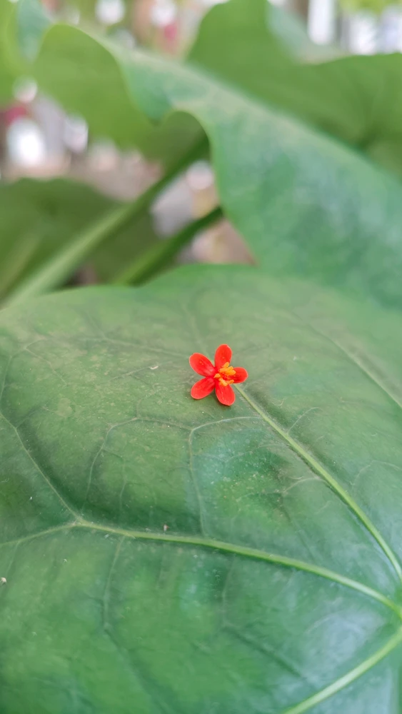 GIF uploaded by Silvia Juliana