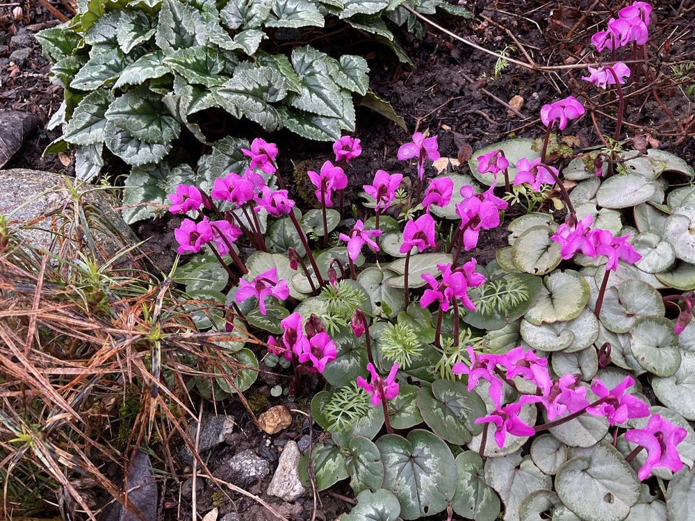 GIF uploaded by 🌙✨ℳℯ𝓁𝒶𝓃𝒾𝓆𝓊ℯ✨🌙