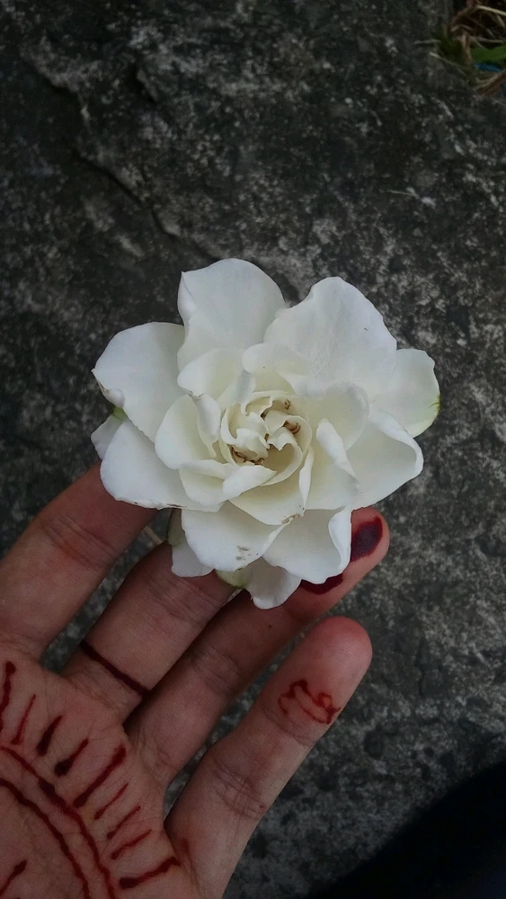 GIF uploaded by ShArrK