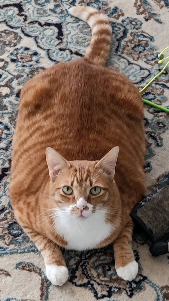 Image uploaded by Abe