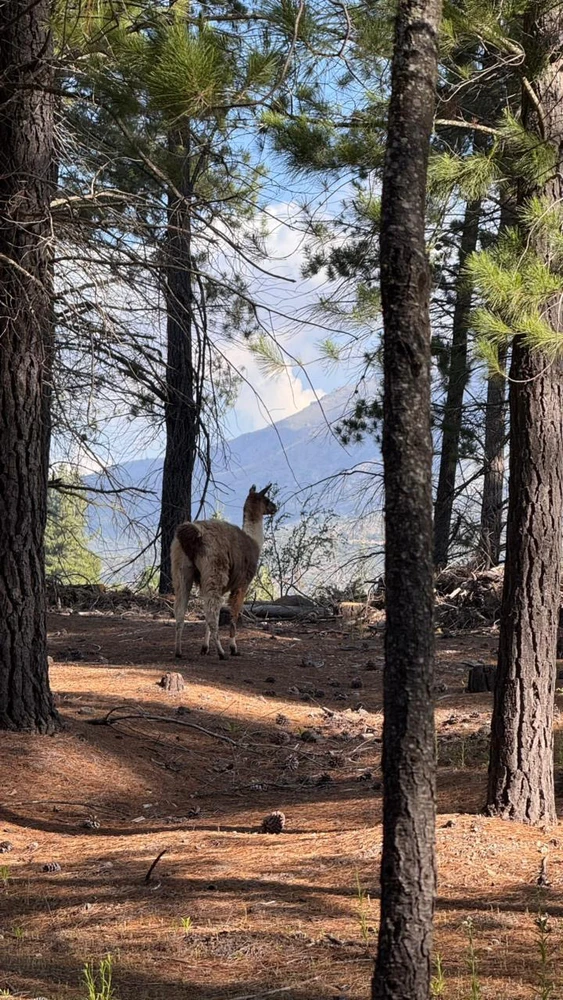 Image uploaded by Javiera