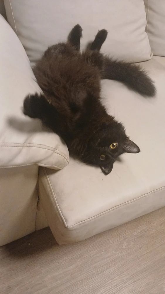 GIF enviado por Mylena