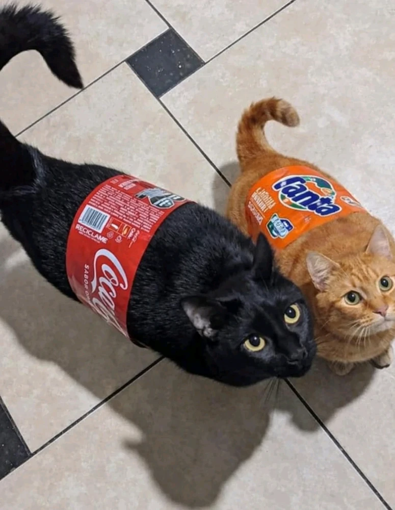 GIF hochgeladen von Ezra