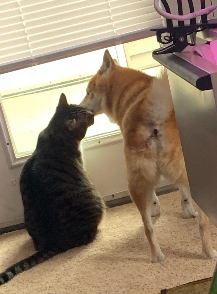 GIF uploaded by Starlite