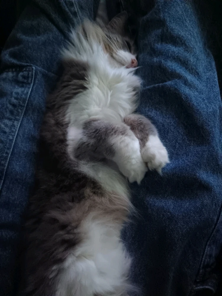 Image uploaded by Lizzy