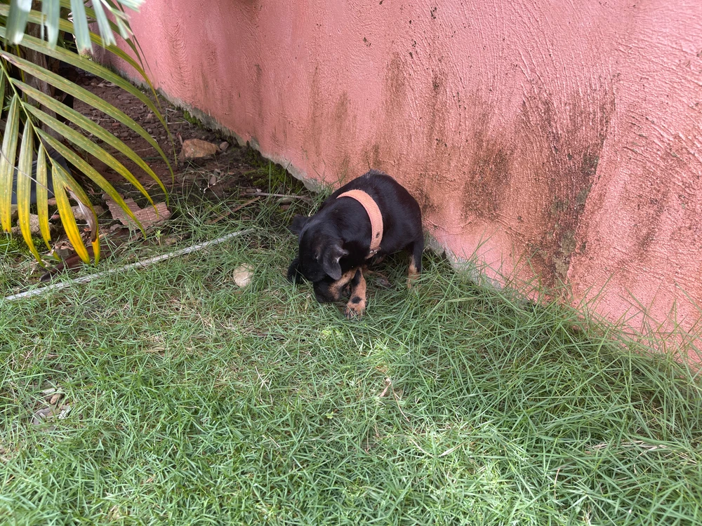 GIF enviado por Clemerson Lisboa 🏳️‍🌈