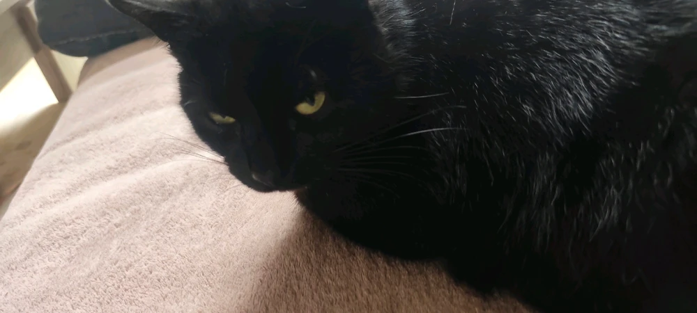 GIF hochgeladen von Carina