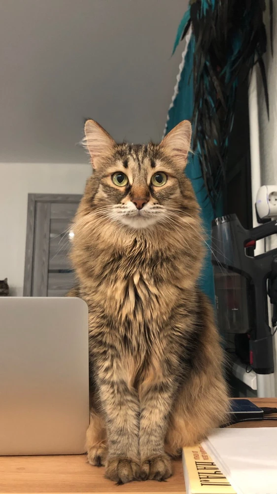 GIF enviado por Samed