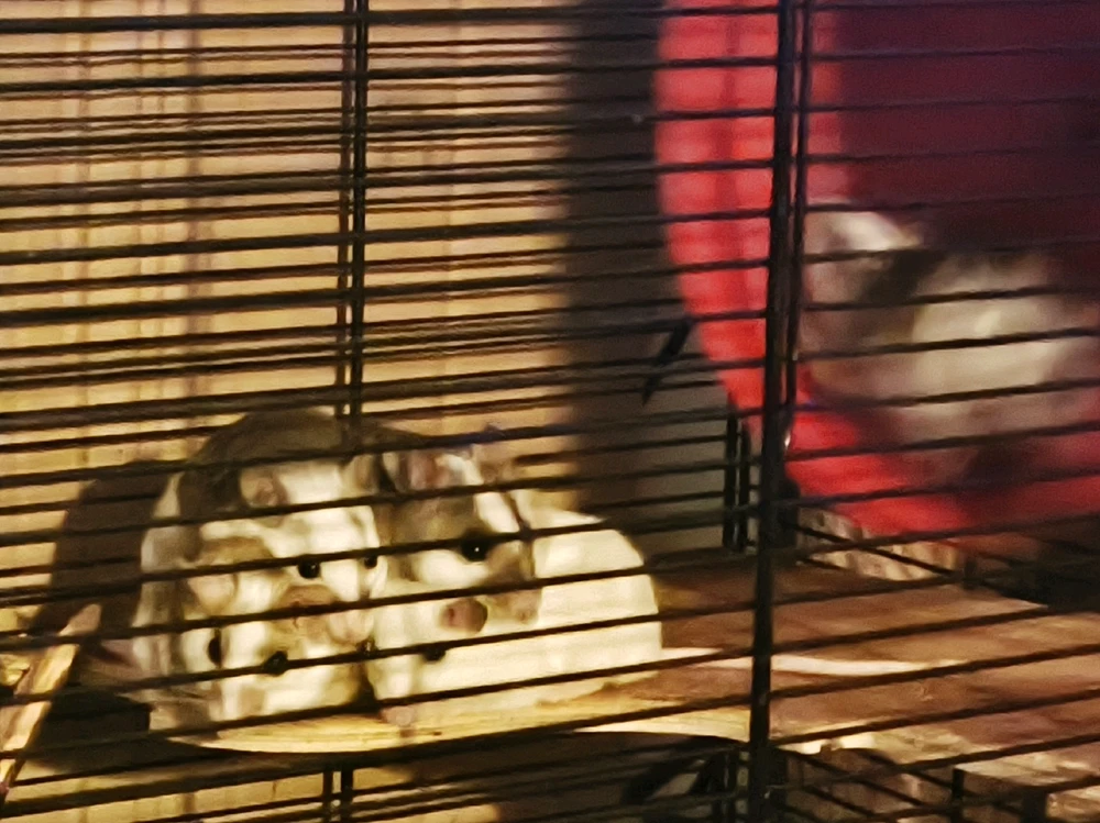 GIF hochgeladen von Pundo