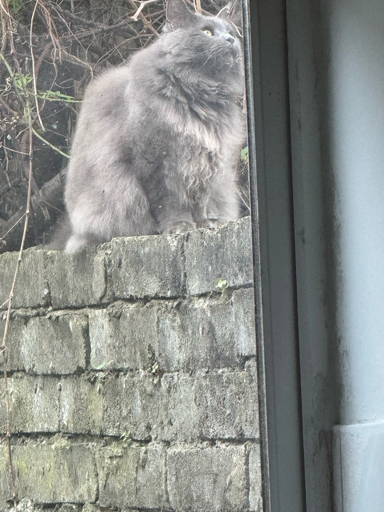 Image uploaded by Aman