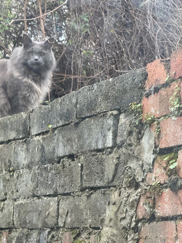 Image uploaded by Aman