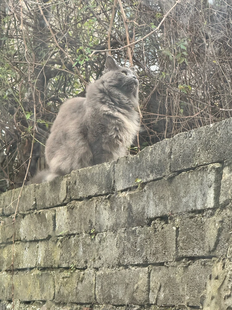 Image uploaded by Aman