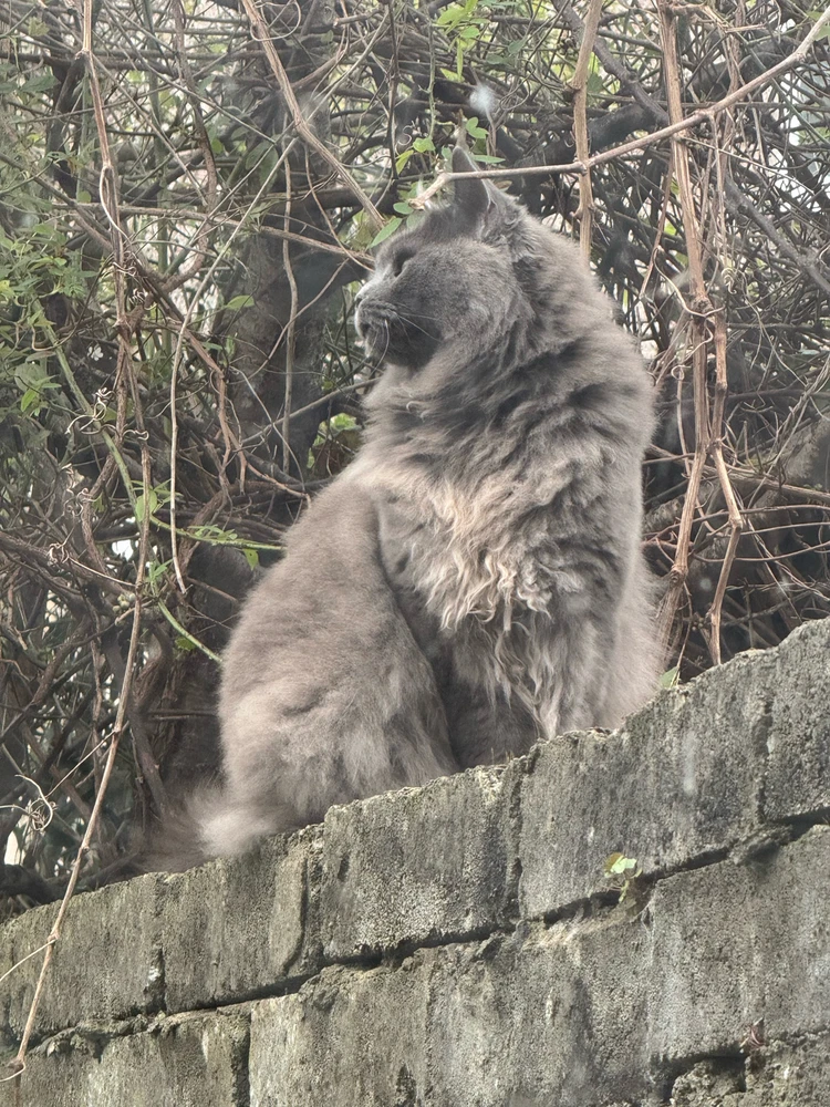 Image uploaded by Aman