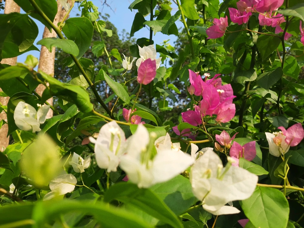 Jeet আপলোড করেছে