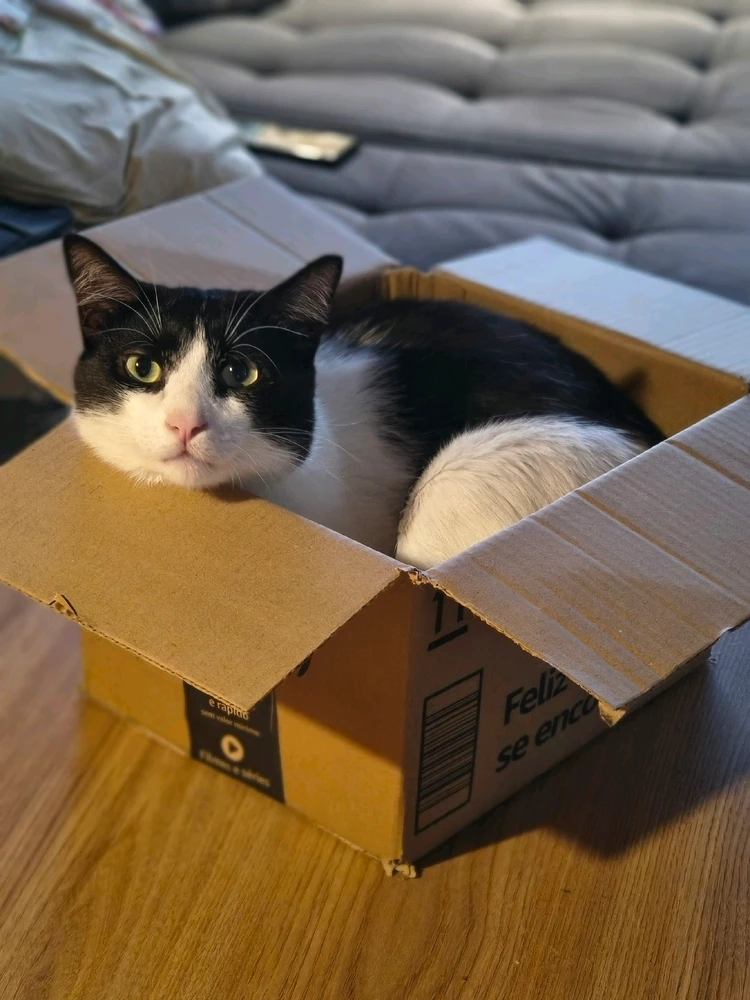 Um gato preto e branco, tipo frajola, deitado quase sem caber dentro de uma caixa de papelão da Amazon que está sobre a mesa.