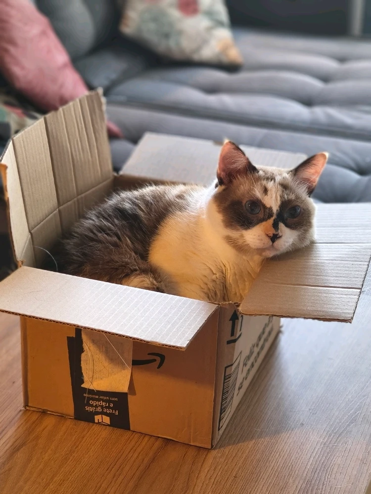 Gata branca, bege e marrom, deitada em caixa pequena, quase não cabe. Cabeça apoiada na borda, olhar aberto foge da câmera