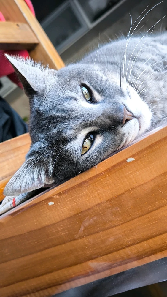 Image uploaded by Pablo