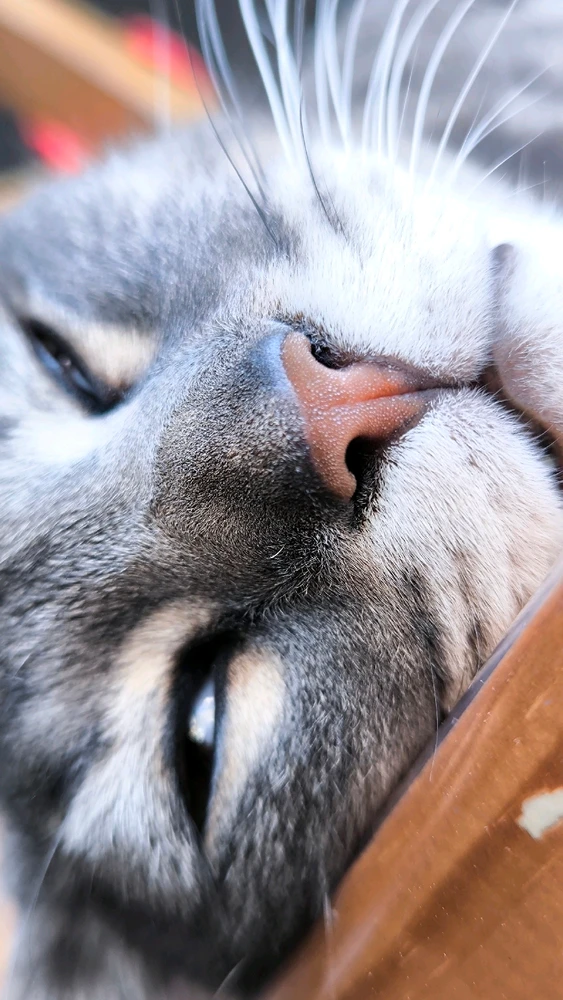 Image uploaded by Pablo