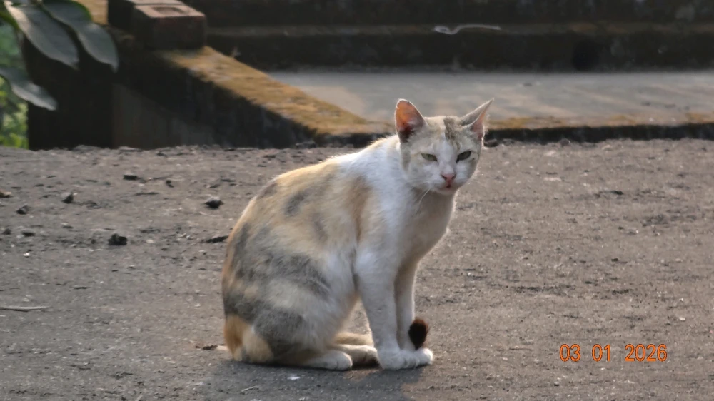 Image uploaded by Subhom