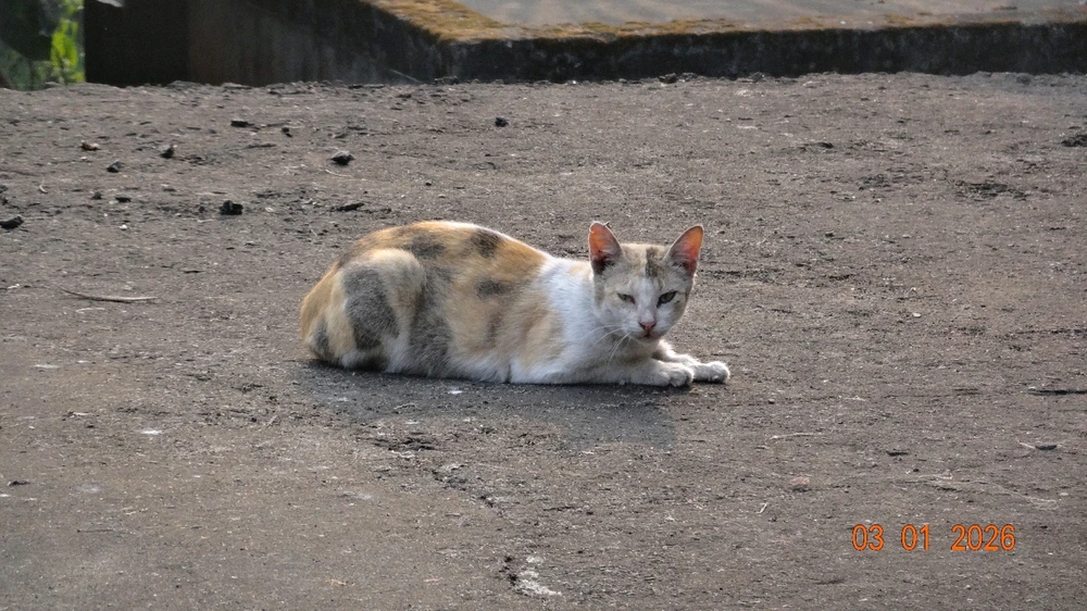 Image uploaded by Subhom