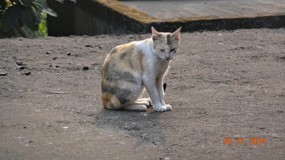 Image uploaded by Subhom