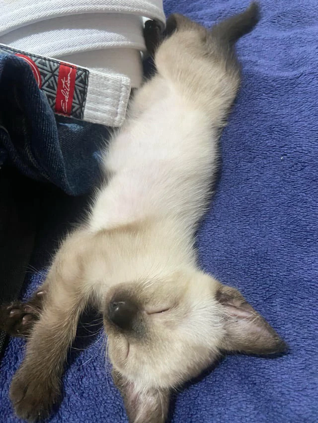 GIF uploaded by Iago