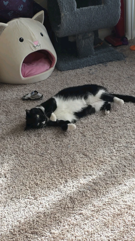 GIF uploaded by Henry