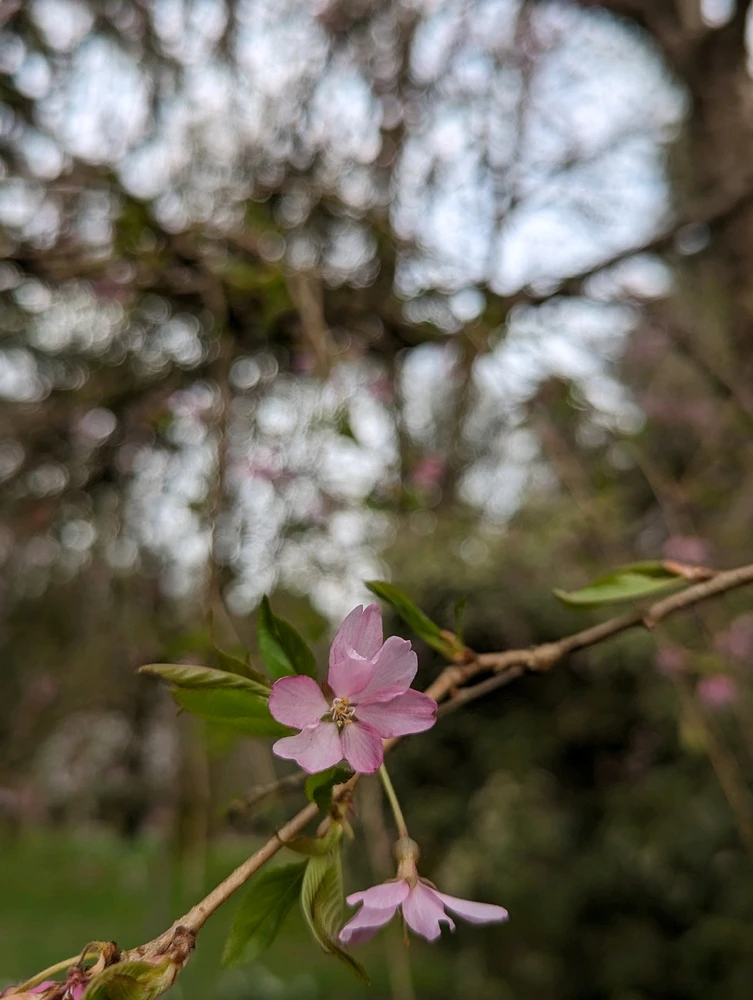 Image uploaded by Bryan