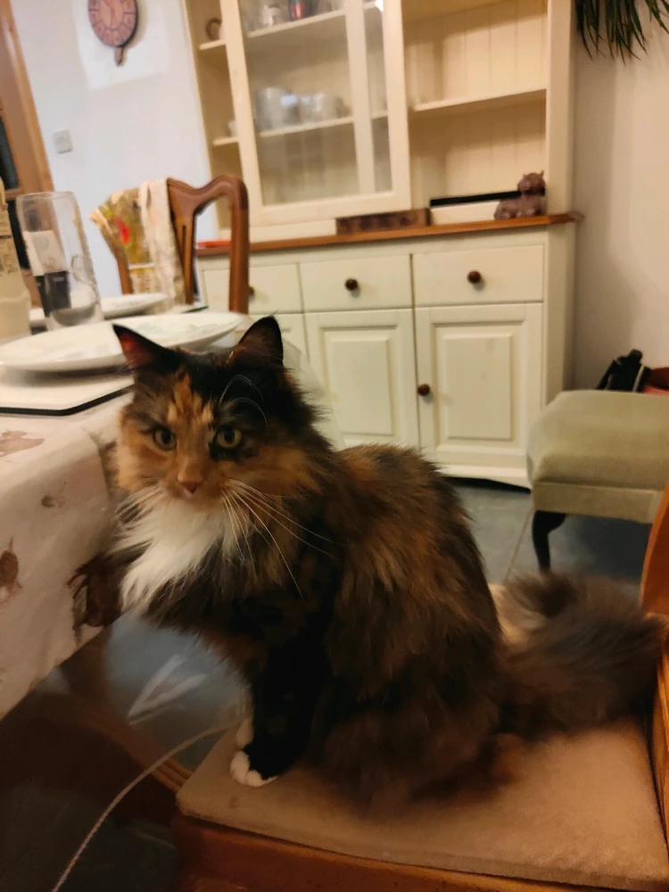 GIF uploaded by Angel